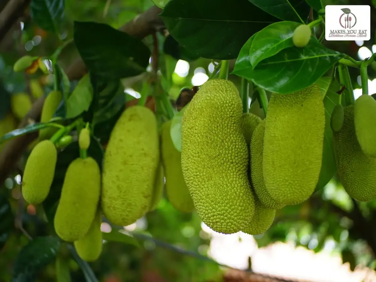 Bunch of jackfruits on a tree.