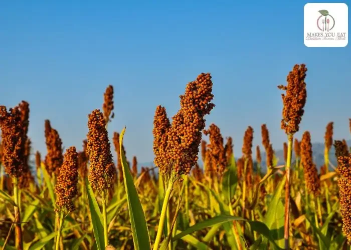 Little Millet Nutrition Facts - By Dietitian in Mumbai - Dt. Foram Modi